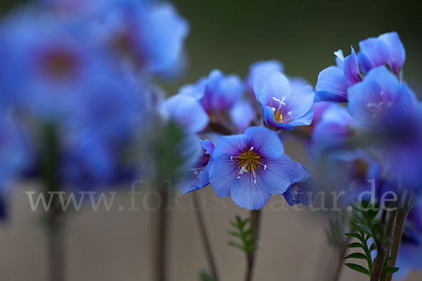 Himmelsleiter (Polemonium boreale)