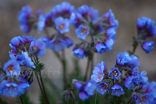 Himmelsleiter (Polemonium boreale)