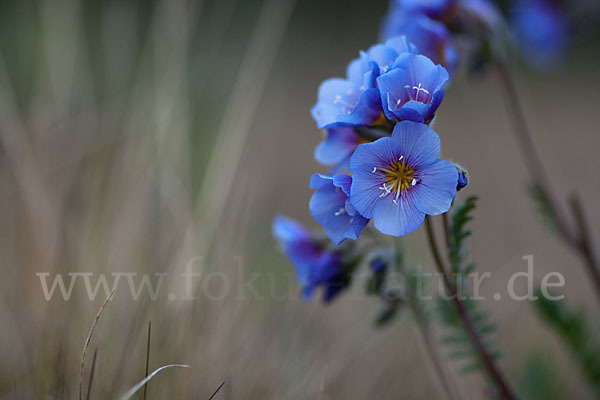 Himmelsleiter (Polemonium boreale)