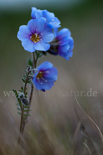 Himmelsleiter (Polemonium boreale)