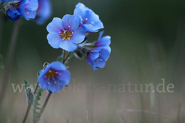 Himmelsleiter (Polemonium boreale)