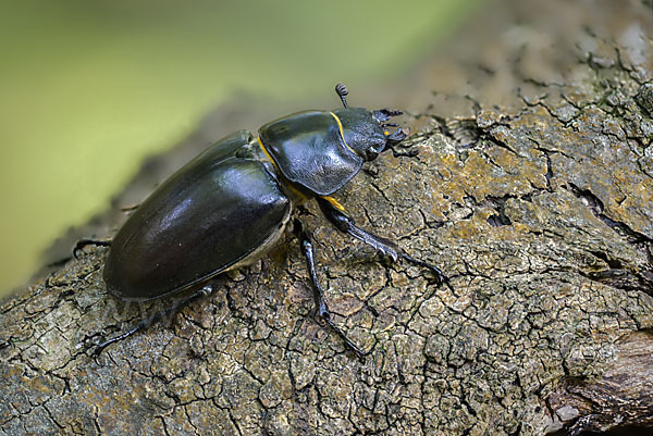 Hirschkäfer (Lucanus cervus)