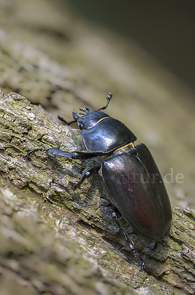 Hirschkäfer (Lucanus cervus)