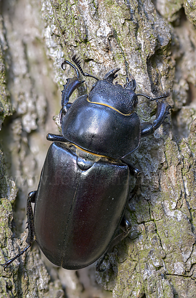 Hirschkäfer (Lucanus cervus)