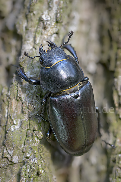 Hirschkäfer (Lucanus cervus)