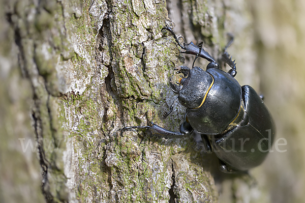 Hirschkäfer (Lucanus cervus)