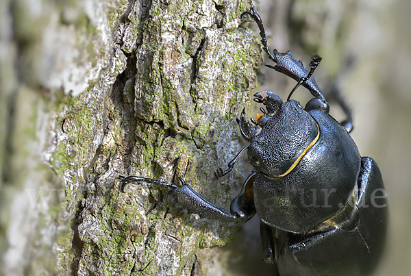 Hirschkäfer (Lucanus cervus)