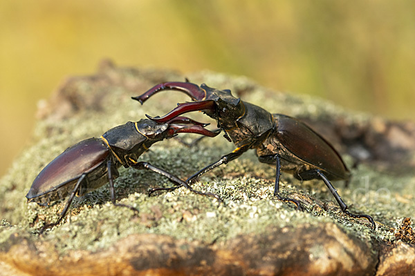 Hirschkäfer (Lucanus cervus)