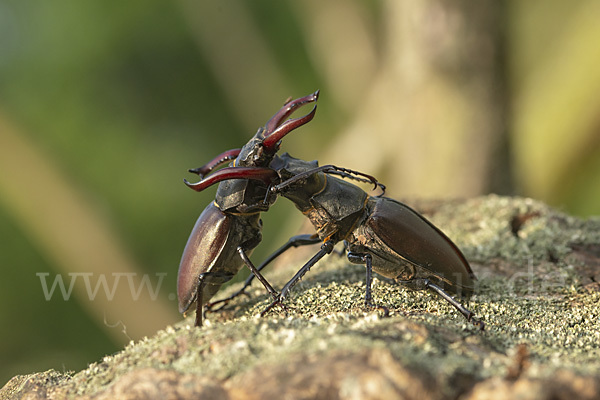 Hirschkäfer (Lucanus cervus)