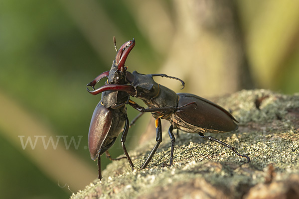 Hirschkäfer (Lucanus cervus)