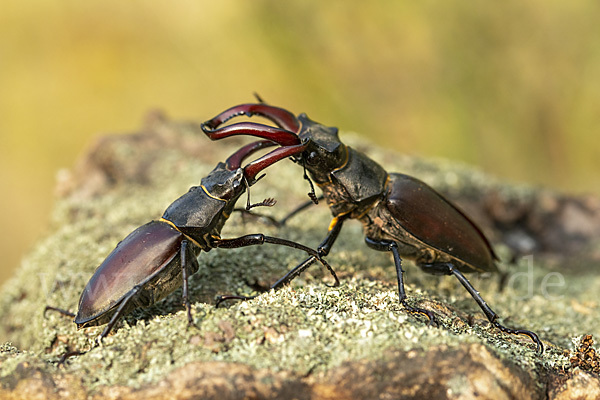 Hirschkäfer (Lucanus cervus)