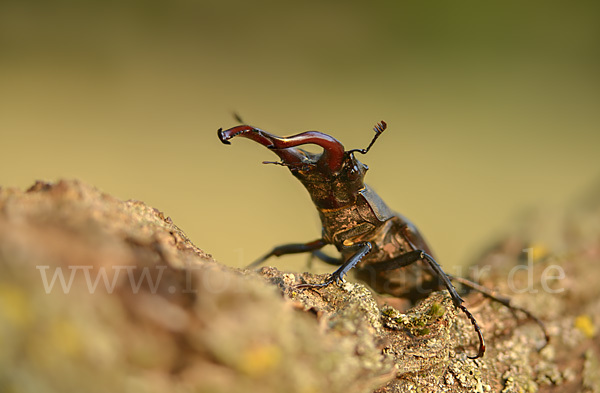 Hirschkäfer (Lucanus cervus)