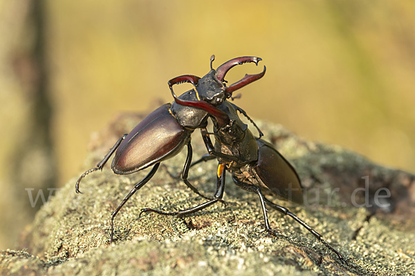 Hirschkäfer (Lucanus cervus)