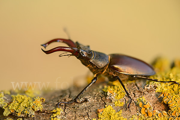 Hirschkäfer (Lucanus cervus)