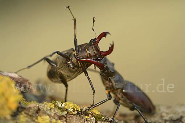 Hirschkäfer (Lucanus cervus)