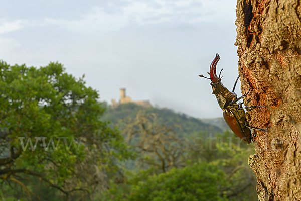 Hirschkäfer (Lucanus cervus)