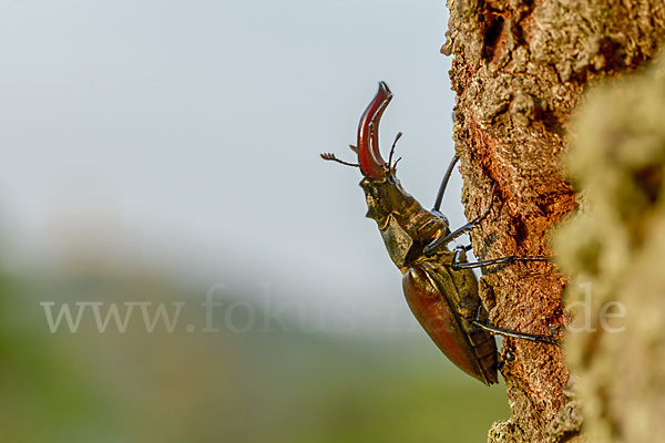 Hirschkäfer (Lucanus cervus)