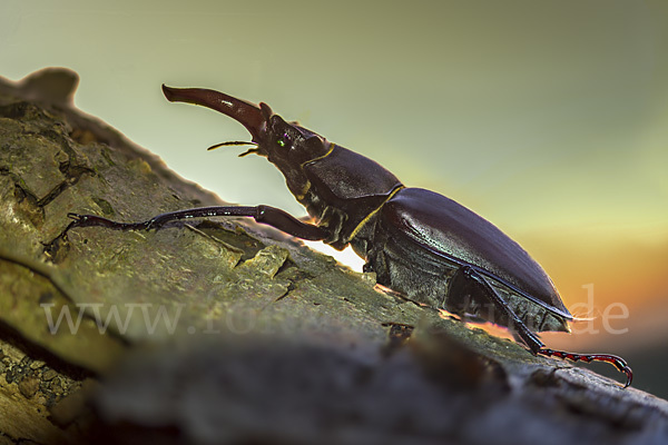 Hirschkäfer (Lucanus cervus)