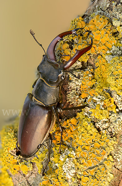 Hirschkäfer (Lucanus cervus)