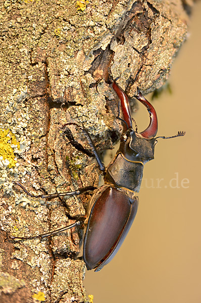 Hirschkäfer (Lucanus cervus)