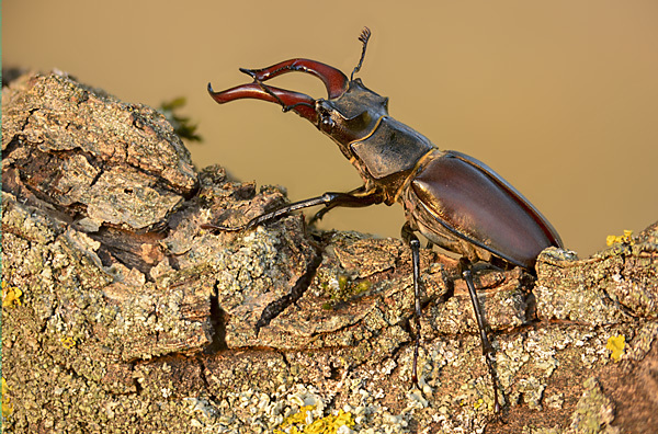 Hirschkäfer (Lucanus cervus)