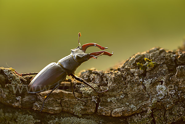 Hirschkäfer (Lucanus cervus)