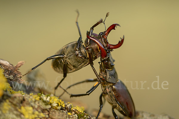 Hirschkäfer (Lucanus cervus)