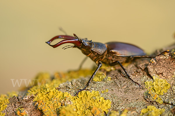 Hirschkäfer (Lucanus cervus)