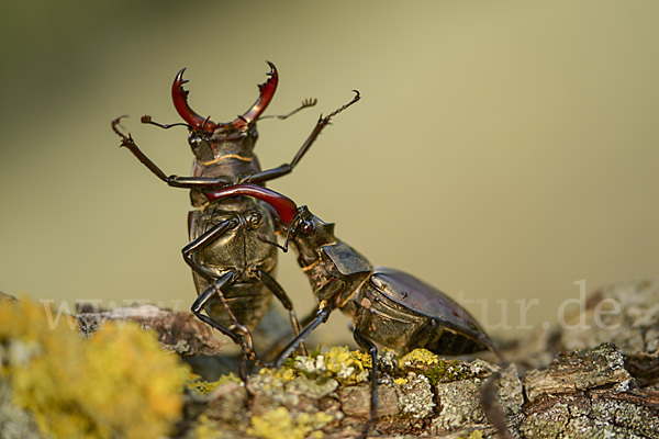 Hirschkäfer (Lucanus cervus)