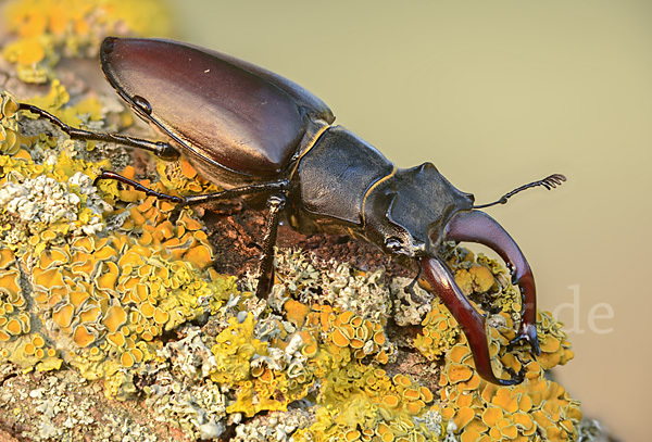 Hirschkäfer (Lucanus cervus)