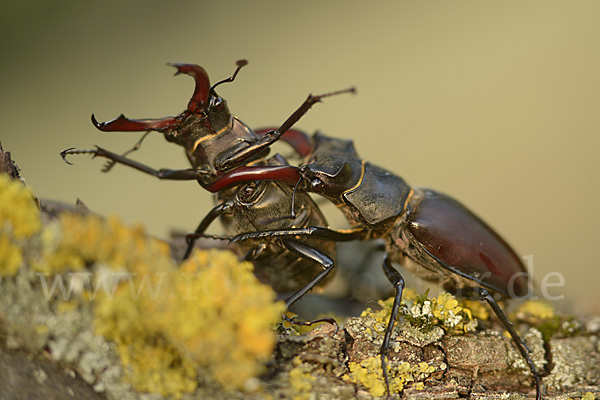 Hirschkäfer (Lucanus cervus)