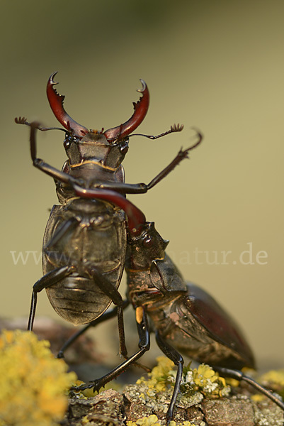 Hirschkäfer (Lucanus cervus)