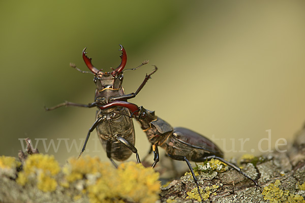 Hirschkäfer (Lucanus cervus)