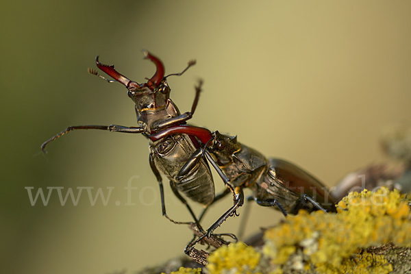 Hirschkäfer (Lucanus cervus)