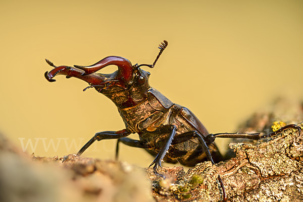 Hirschkäfer (Lucanus cervus)