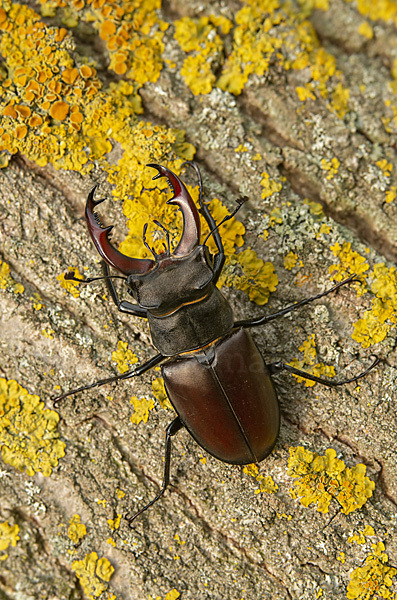 Hirschkäfer (Lucanus cervus)