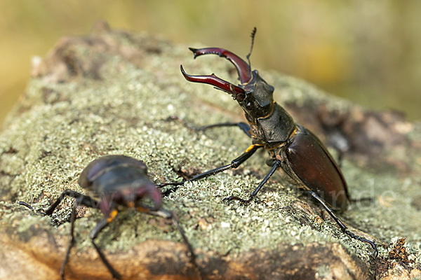 Hirschkäfer (Lucanus cervus)