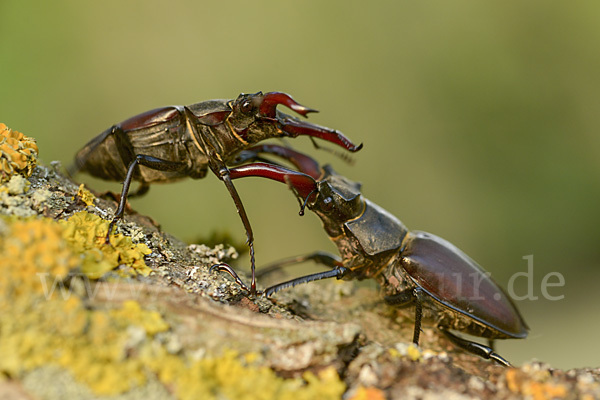 Hirschkäfer (Lucanus cervus)