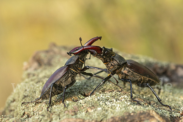 Hirschkäfer (Lucanus cervus)