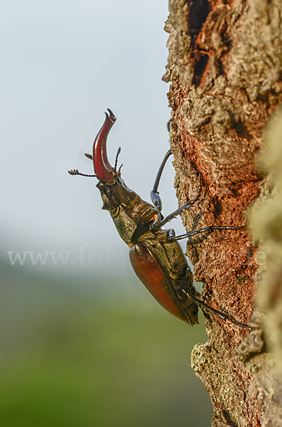 Hirschkäfer (Lucanus cervus)