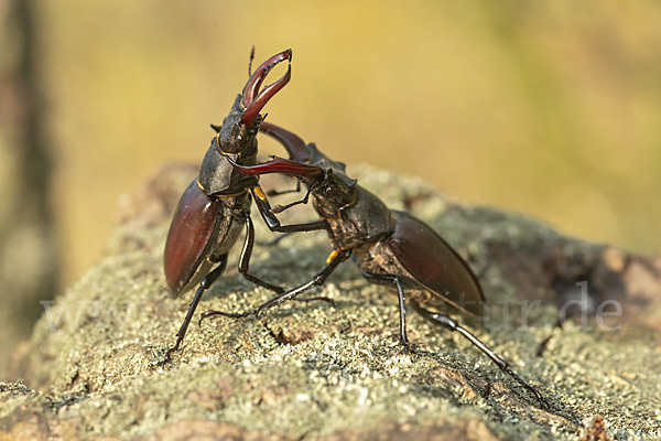 Hirschkäfer (Lucanus cervus)