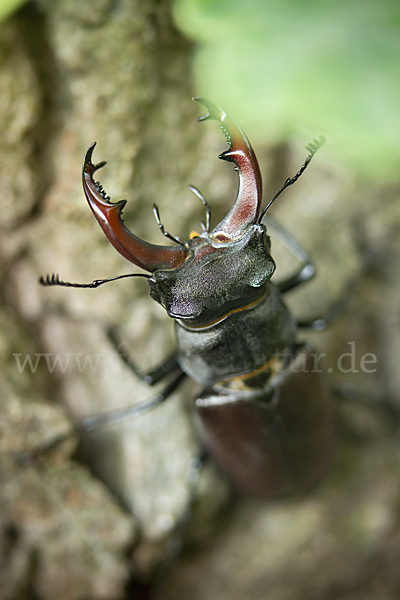 Hirschkäfer (Lucanus cervus)