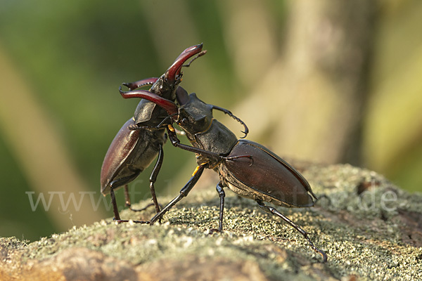 Hirschkäfer (Lucanus cervus)