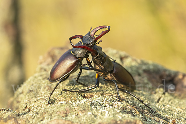 Hirschkäfer (Lucanus cervus)