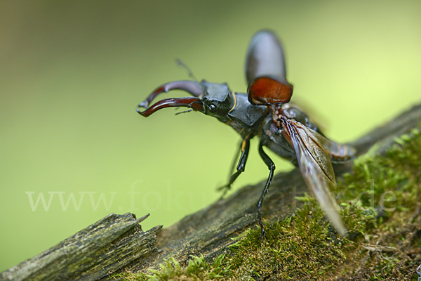 Hirschkäfer (Lucanus cervus)