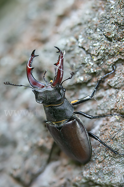 Hirschkäfer (Lucanus cervus)