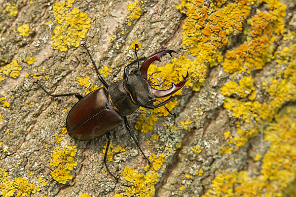 Hirschkäfer (Lucanus cervus)