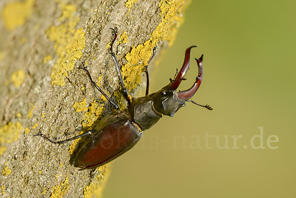 Hirschkäfer (Lucanus cervus)