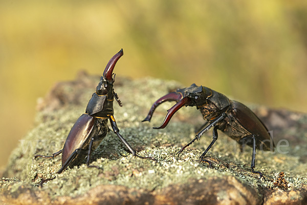 Hirschkäfer (Lucanus cervus)