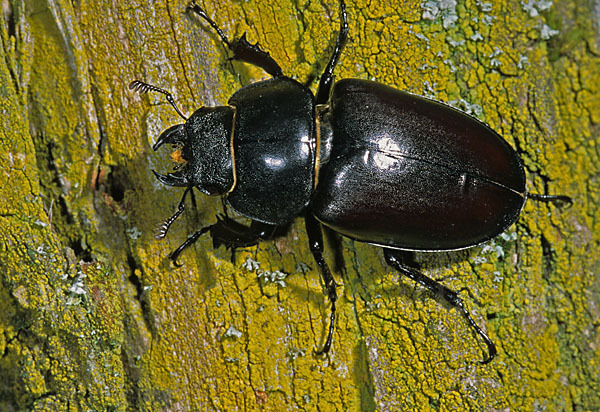 Hirschkäfer (Lucanus cervus)